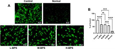 Valorization of Polysaccharides From Benincasa hispida: Physicochemical, Moisturizing, and Antioxidant Skincare Properties